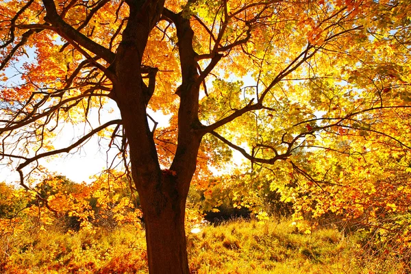 美しい紅葉のメープルの木をクローズ アップ — ストック写真