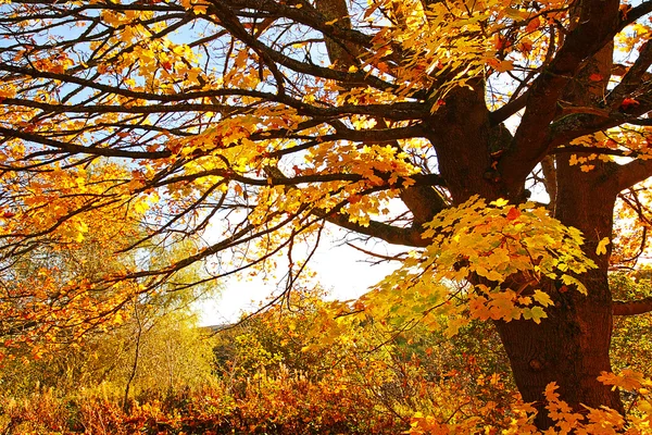 Beautiful Autumnal maple tree close up — Stock Photo, Image