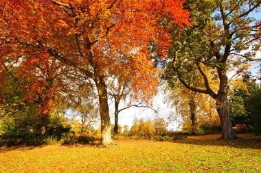güzel, güneşli bir sonbahar Park