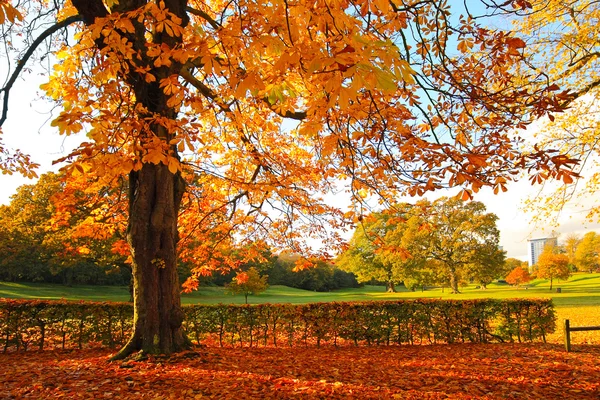 Hermoso y soleado otoño en el parque —  Fotos de Stock