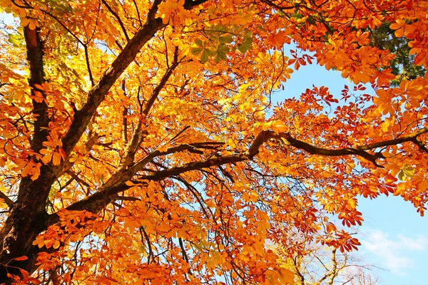 Güzel, güneşli bir sonbahar Park — Stok fotoğraf