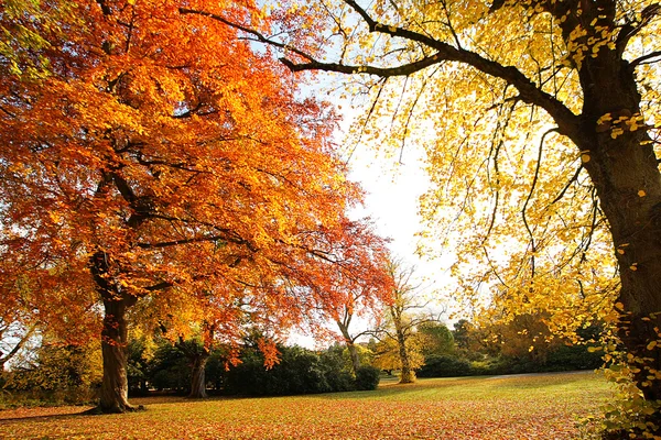 Beautiful, sunny autumn in the park — Stock Photo, Image