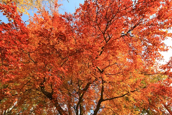 Mooi, rode herfst bladeren achtergrond — Stockfoto