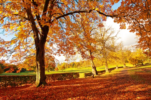 Mooie, zonnige herfst in het park — Stockfoto