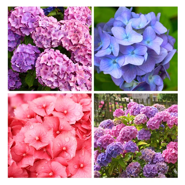 En samling af hortensia blomster - Stock-foto