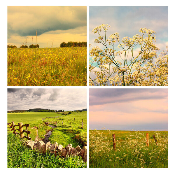 Beautiful summer in the fields, collage