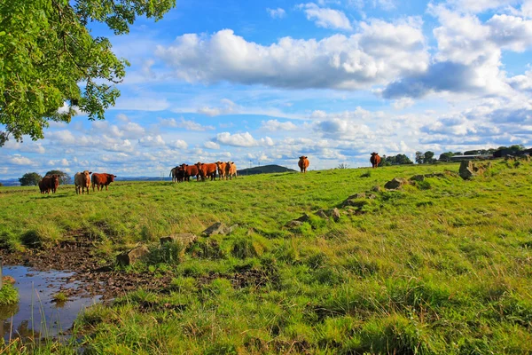 Schöne Sommerlandschaft — Stockfoto