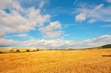 doğal peyzaj alanları buğday ile