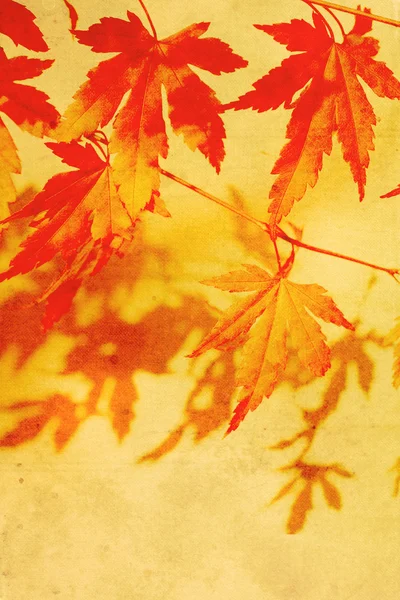 古い、紅葉の夢のような茶色の背景 — ストック写真