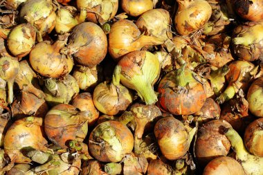 soğan hasat yakın çekim