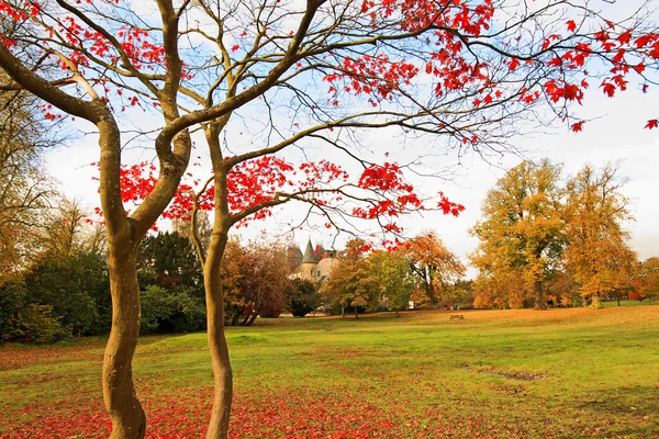 在公园里的红色日本槭树. — 图库照片
