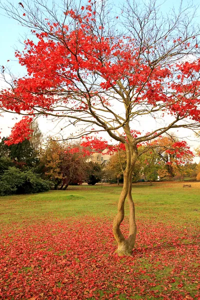 Roter, japanischer Ahorn im Park — Stockfoto