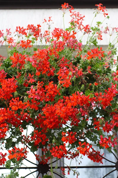 Flores vermelhas da pelargonia — Fotografia de Stock