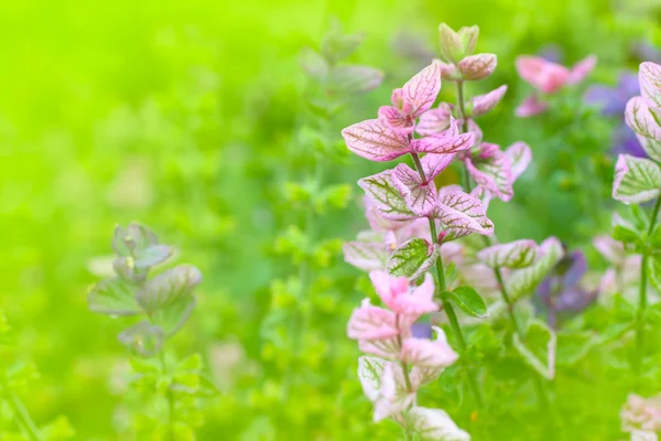 Salvia decorativa —  Fotos de Stock