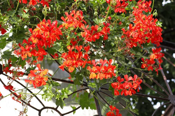 Flores vermelhas da pelargonia — Fotografia de Stock