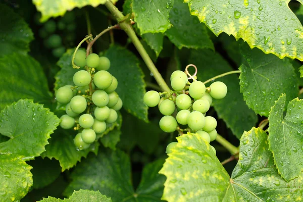 Branches of grapes close up — Stock Photo, Image
