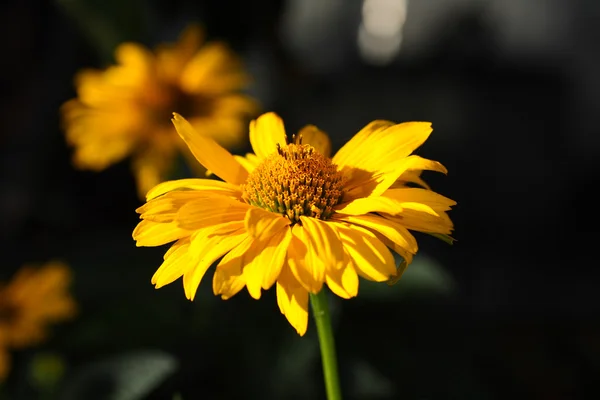 Gul trädgård blomma — Stockfoto