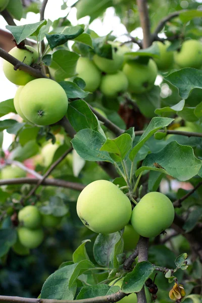 Pommes fraîches dans le jardin — Photo