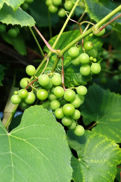 Branches of grapes close up — Stock Photo, Image