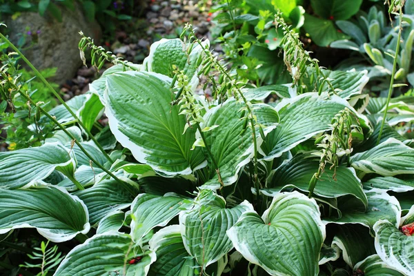 Green hosta close up — Stock Photo, Image