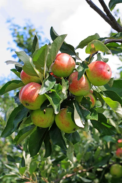 Färska äpplen i trädgården — Stockfoto