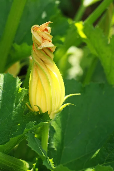 Flor amarela de abóbora crescente — Fotografia de Stock