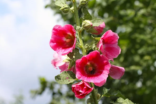 Růžový sléz v zahradě — Stock fotografie