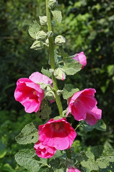 Różowy mallow w ogrodzie — Zdjęcie stockowe