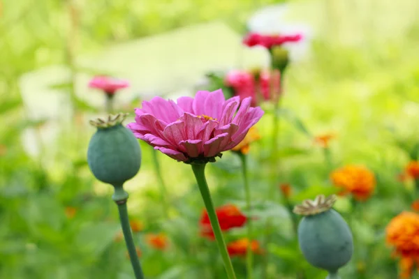 Belles zinnias de près — Photo