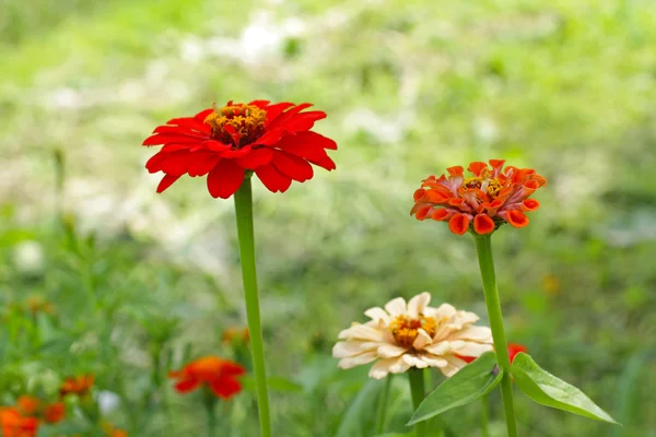 Pięknym zinnias z bliska — Zdjęcie stockowe