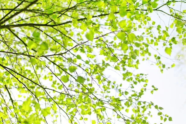 Wiosenny brzoza drzewo gałąź — Zdjęcie stockowe