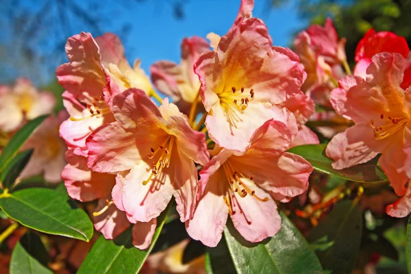 Lindas flores de azálea rosa de perto — Fotografia de Stock