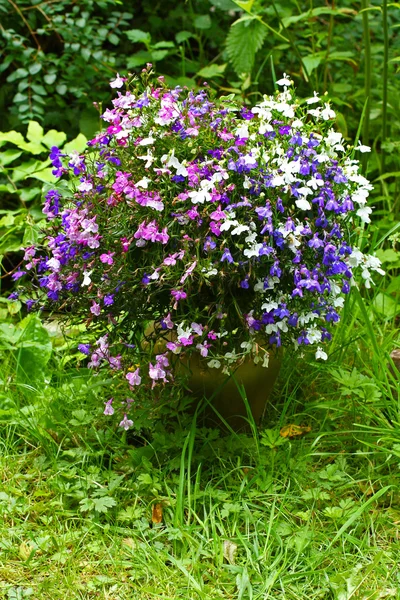 Drie kleur tuin lobelia — Stockfoto