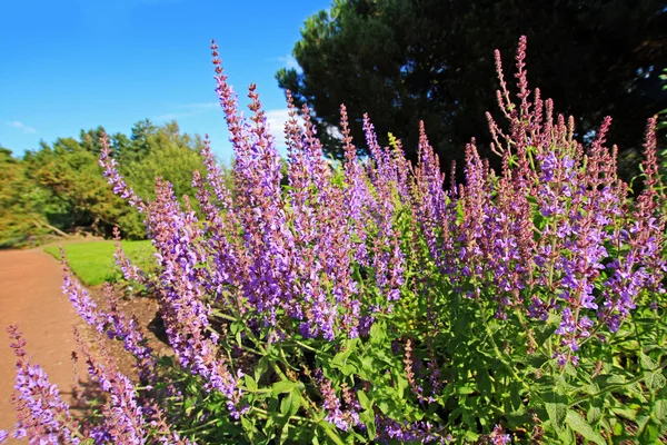 Kvetoucí šalvěj v zahradě — Stock fotografie