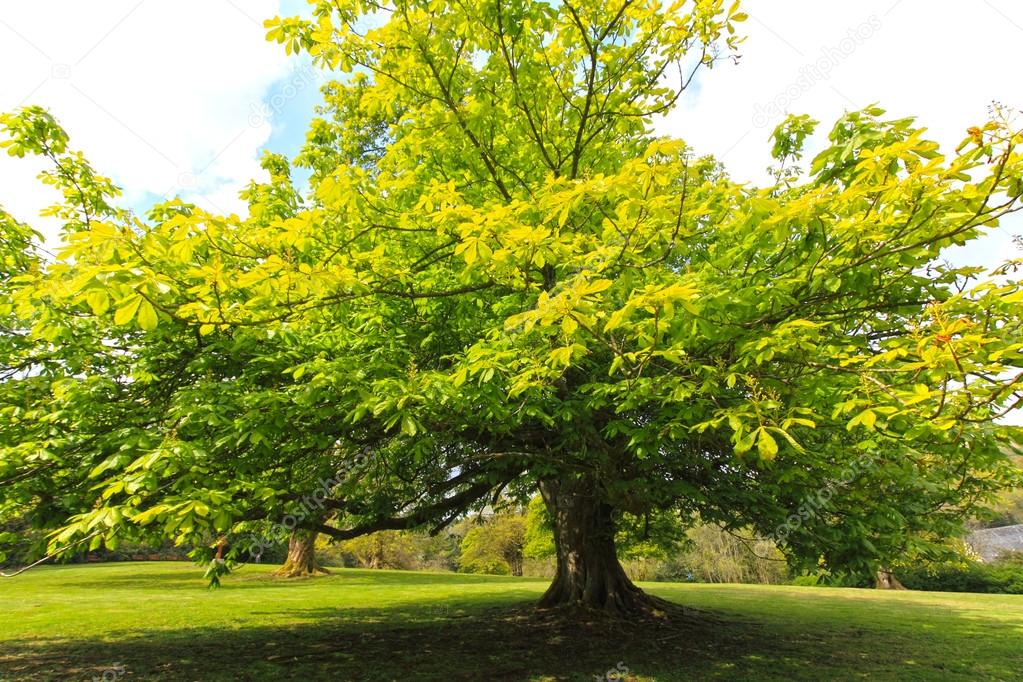 Springtime, green chestnut tree