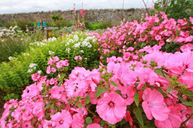 güzel pembe bahçe çiçekleri