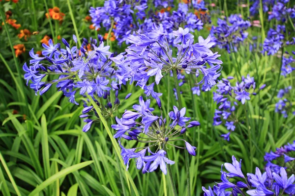 Alium azul hermoso, flores de jardín —  Fotos de Stock