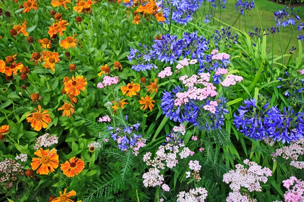 Schönes blaues Alium und gemischte Gartenblumen — Stockfoto