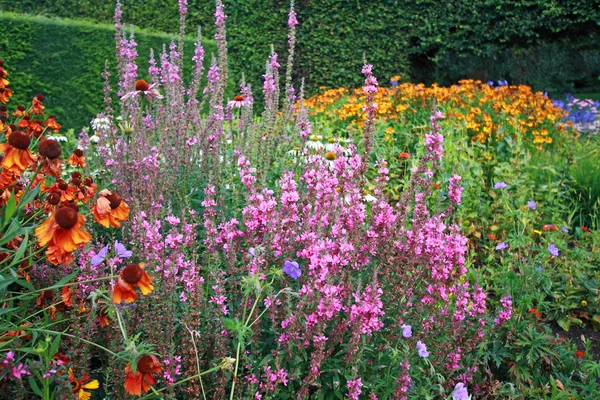 Bellissimi fiori da giardino — Foto Stock