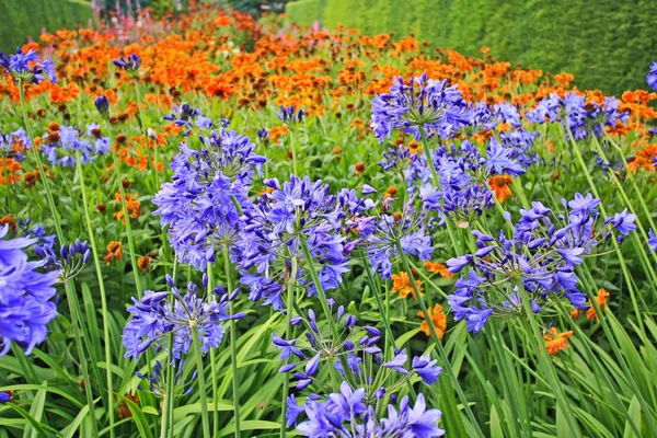 Prachtige blauwe alium, tuin bloemen — Stockfoto