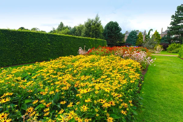 Beautiful garden flowers, rubeckia, fulgida, goldsturm — Stock Photo, Image