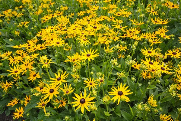 Lindas flores do jardim, rubeckia, fulgida, goldsturm — Fotografia de Stock