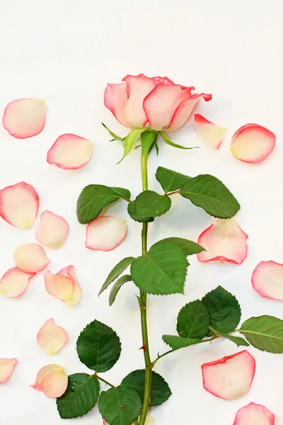 Beautiful, pink roses — Stock Photo, Image