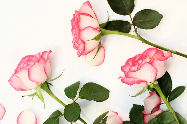 Prachtige, roze rozen — Stockfoto