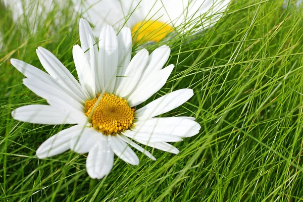 Bellissimi fiori di marguerite — Foto Stock