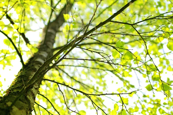 Springtime birch tree branch — Stock Photo, Image
