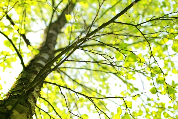 Forår birk træ gren - Stock-foto