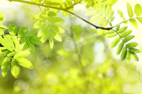 Bellissimo sfondo primavera — Foto Stock