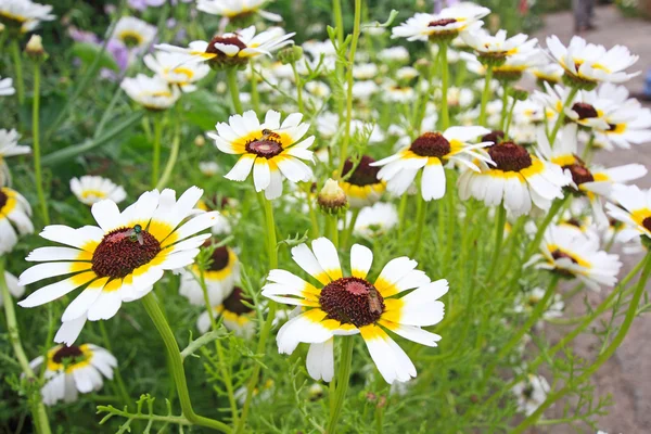 Mooie tuin bloemen — Stockfoto