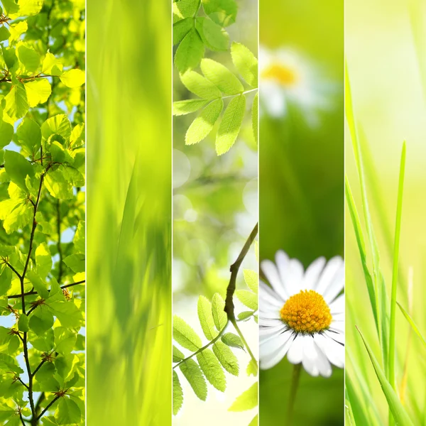 Spring seasonal collage — Stock Photo, Image